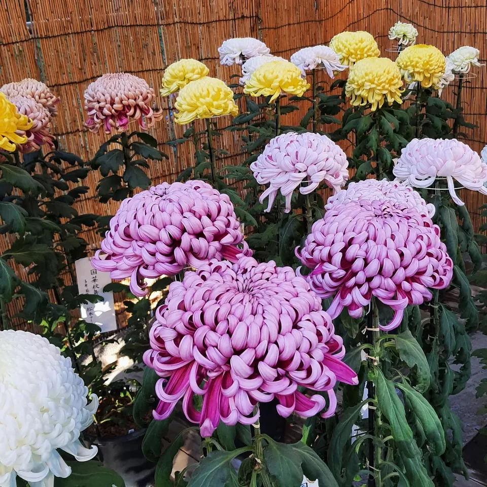 明治神宮、參道與菊花展，原貼文第 5 張照片
