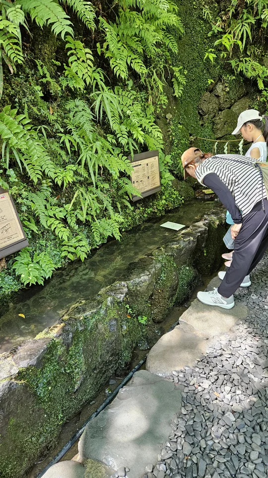 遊客在貴船神社御神水池進行水占卜